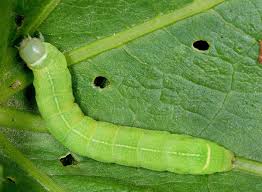 Attēlu rezultāti vaicājumam “Orthosia cerasi”