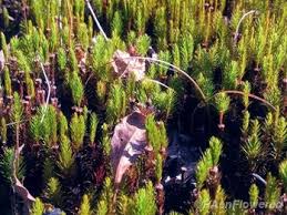 Attēlu rezultāti vaicājumam “Polytrichum juniperinum”