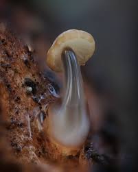 Attēlu rezultāti vaicājumam “Didymium serpula macro”