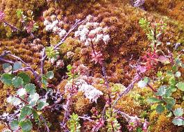 Attēlu rezultāti vaicājumam “Sphagnum fuscum”