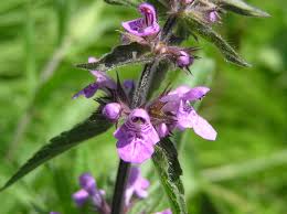 Attēlu rezultāti vaicājumam “Stachys palustris”