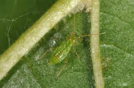 Attēlu rezultāti vaicājumam “Blepharidopterus angulatus”