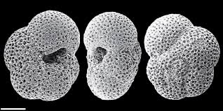 Attēlu rezultāti vaicājumam “Pohlia proligera”