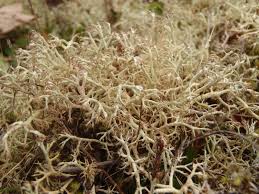 Attēlu rezultāti vaicājumam “Cladonia ciliata”