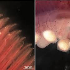 Image result for Moxostoma duquesnei