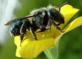 Image result for Boccia In Epsom & Ewell (Bees)