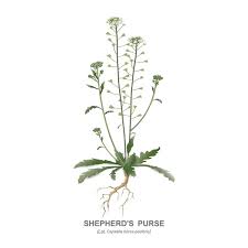 Attēlu rezultāti vaicājumam “Capsella bursa-pastoris leaf”