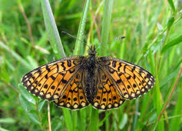 Attēlu rezultāti vaicājumam “Clossiana selene upperside”