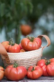 Afbeeldingsresultaat voor Pink Brandywine tomato