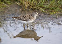 Image result for Calidris subminuta