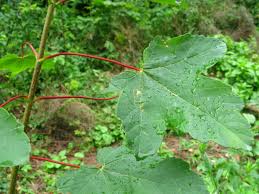 Attēlu rezultāti vaicājumam “Linaria loeselii leaf”