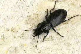 Attēlu rezultāti vaicājumam “Pterostichus aethiops”