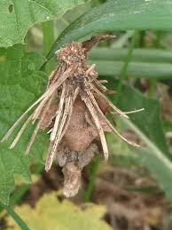 Attēlu rezultāti vaicājumam “Canephora hirsuta larva”