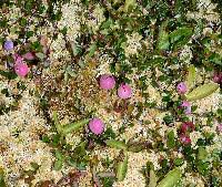 Attēlu rezultāti vaicājumam “Oxycoccus palustris flower”