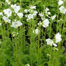 Image result for Polemonium coeruleum album