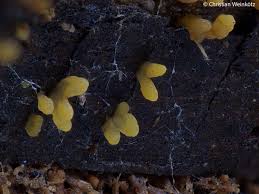 Attēlu rezultāti vaicājumam “Calocera glossoides”