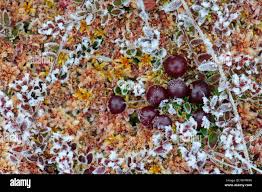 Attēlu rezultāti vaicājumam “Oxycoccus palustris fruit”