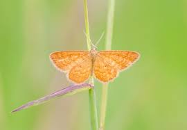 Attēlu rezultāti vaicājumam “Idaea serpentata”