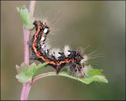 Attēlu rezultāti vaicājumam “Euproctis similis”