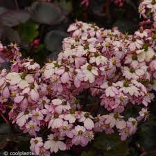 Image result for Hosta Warpaint