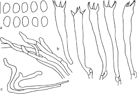 Attēlu rezultāti vaicājumam “Clavaria argillacea”