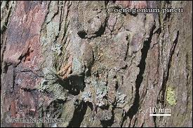 Attēlu rezultāti vaicājumam “Coenogonium pineti”