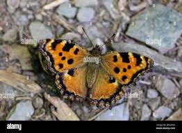 Attēlu rezultāti vaicājumam “Nymphalis polychloros underside”