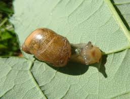 Attēlu rezultāti vaicājumam “Leucochloridium paradoxum”