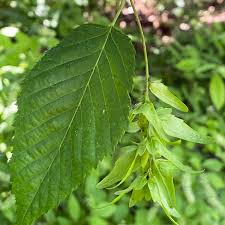 Attēlu rezultāti vaicājumam “Carpinus caroliniana”