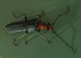 Attēlu rezultāti vaicājumam “Cantharidae”