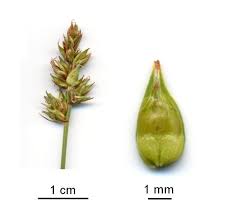 Attēlu rezultāti vaicājumam “Carex spicata”