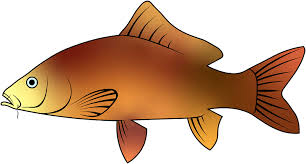 Image result for Cyprinus rubrofuscus