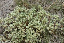 Attēlu rezultāti vaicājumam “Scleranthus perennis bud”