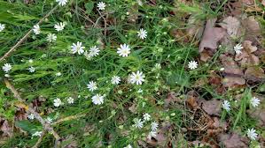 Attēlu rezultāti vaicājumam “Stellaria palustris leaf”