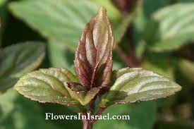 Attēlu rezultāti vaicājumam “Mentha longifolia flower”