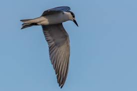 Attēlu rezultāti vaicājumam “Chlidonias hybrida”