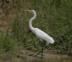 Attēlu rezultāti vaicājumam “Egretta alba adult”