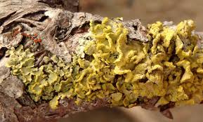 Attēlu rezultāti vaicājumam “Vulpicida pinastri”