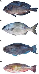Image result for Scarus trispinosus