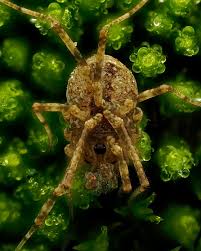 Attēlu rezultāti vaicājumam “Neriene montana”