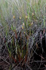 Attēlu rezultāti vaicājumam “Juncus stygius”