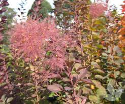 Attēlu rezultāti vaicājumam “Cotinus coggygria flower”