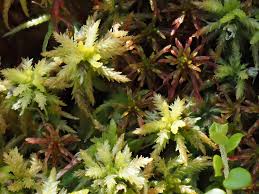 Attēlu rezultāti vaicājumam “Myurella julacea”