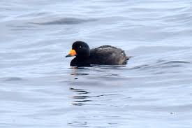 Attēlu rezultāti vaicājumam “Melanitta nigra male”