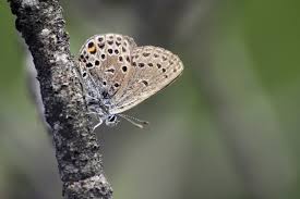 Attēlu rezultāti vaicājumam “Vacciniina optilete”