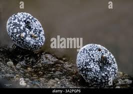 Attēlu rezultāti vaicājumam “Didymium squamulosum macro”