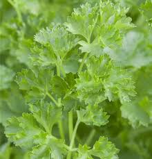Image result for Petersilie