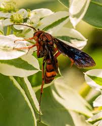 Attēlu rezultāti vaicājumam “Aphodius sp. imago”