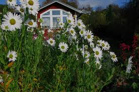Image result for Leucanthemella serotina