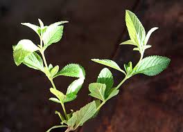 Image result for Menta x piperita